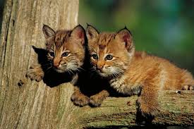 Welcome To Florida Bobcats Cute Animals Animals Baby Animals