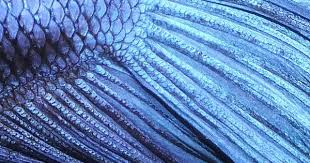 Blue Siamese Fighting Fish Betta Splendens Male Close Up Siamese Fighting Fish Betta Betta Fish