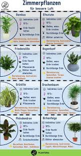 Zimmerpflanzen Fur Bessere Luft Diese 10 Pflanzen Reinigen Die Luft Fur Ein Besseres Raumklima Sorgen Schon Ein Paar Pflanzen Zimmer Pflanzen Zimmerpflanzen