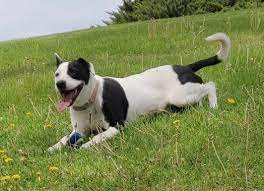Learn more about grant county animal shelter in williamstown, ky, and search the available pets they have up for adoption on petfinder. Animal Rescue Grant County Washington Animal Rescue Friends Society Of Grant County Washington