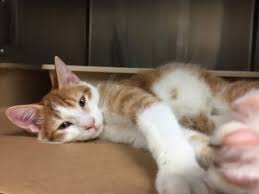Upon submission of your adoption questionnaire, the animal's foster parent will receive it. The 300th Passenger Hitches A Ride On The Kitten Caboose Oregon Humane Society