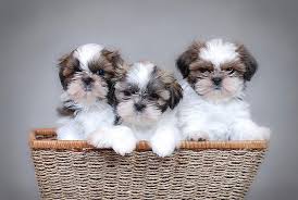 Criaderos donde comprar un Shih Tzu en España - Las Almenas