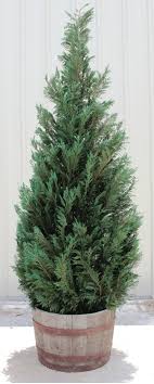 The berries on junipers are actually a type of seed cone—making juniper a member of the conifer family. Live Preserved 10 Foot Cypress Topiary