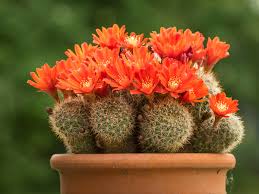 Di seguito la risposta corretta a pianta con fiori gialli a grappolo cruciverba, se hai bisogno di ulteriore aiuto per piante grasse con fiori rossi, fucsia. Piante Grasse Nomi Fiori Ispirazioni Per Un Tocco Esotico In Casa E Giardino