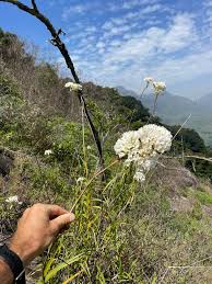 Image result for Xerophyta zambiana