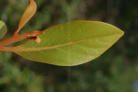 Image result for Ocotea kenyensis