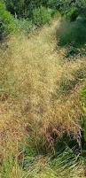Image result for Eragrostis caespitosa