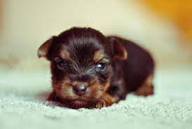 Newborn yorkies need to stay warm. Caring For Puppies From Age 1 8 Weeks Newborn Puppies Terrier Puppies Yorkshire Terrier Puppies