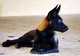 Belgian malinois have a basic coloring that is rich fawn to mahogany. Rare Sable Colored Belgian Malinois Sent In By Servicedogs Of Ig Caninenation Belgianshepherd Malinois Malinois Puppies Malinois Dog Belgian Malinois Dog