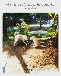 Kitty Didnt See That Coming Funny Animals Cute Funny Animals Funny Animal Videos