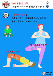 ハムストリングは 大腿二頭筋長頭 大腿二頭筋短頭 半膜様筋 半腱様筋の４つの筋肉をまとめていうときの総称です 起始は 坐骨 大腿骨の後面 停止は 脛骨と腓骨の上端 解剖学 筋肉質 ダイエット 骨盤矯正 ストレッチ