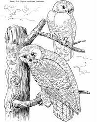 Audubon S Birds Of America Coloring Book For Our Bird Unit Study Owl Coloring Pages Coloring Book Art Owls Drawing
