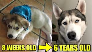 Our ultra premium dog food provides healthy nutrition & great taste. Watch My Husky Puppy Grow 8 Weeks To 6 Years Old Youtube