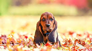Image result for basset hound