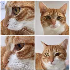 My Cat S Eye Was Injured And Became A Different Colour Mildlyinteresting