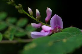 Image result for Indigofera sp.nov. aff. I chimanimaniensis