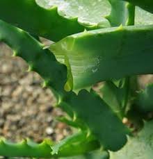 Image result for Aloe arborescens