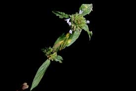 Image result for Spermacoce latituba