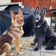 It lacks the physical deformities bred into western show lines of german shepherds and has become one of russia's most popular dog types. Is The Blue German Shepherd Really Blue Find Out Here K9 Web