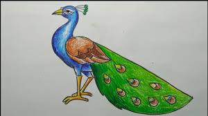 How to draw a peacock feather, free printable worksheet (how to draw worksheets for young artist). How To Draw A Peacock Step By Step Easy Peacock Drawing How To Draw A Peacock By Oil Pastel Color Youtube
