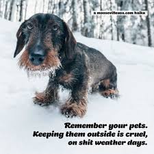 A Bugsymalone Pet Zone Psa 1 3 19 Bekind Dogs Pets Animals Haiku Poetry Poem Animallovers Poetrylovers Writing Amwriting Haiku Pets Your Pet