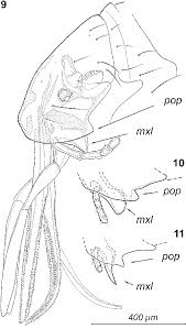Head morphology in Hectopsylla species (only postoral process, first... |  Download Scientific Diagram
