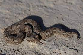 Albany Adder This Tiny Venomous Snake Is South Africa S Most Endangered Reptile Endangered Snakes Endangered Snake