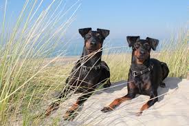 The dog has a keen and alert expression. Hunderasse Einzelansicht Ferien Mit Hund