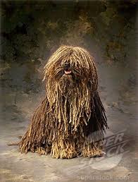 Puli Dog Photo Puli Dog Stock Photo 1566 0176389 Superstock Puli Dog Dog Stock Photo Hairy Dog