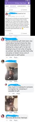 They turn out to be some gorgeous dogs. Lady Wants A Husky Puppy As A Free Gift For Christmas Choosingbeggars