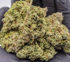 As one of the original og's, it is highly sought after. The Pungeant Face Off Og Strain Is A Direct Descendant Of Og Kush