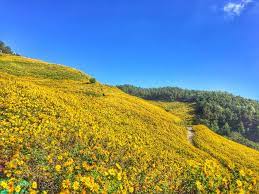 Photos, address, and phone number, opening hours, photos, and user reviews on yandex.maps. Festival Bunga Matahari Di Mae Hong Son Thailand Pergidulu Com