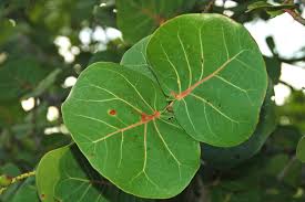 Image result for Coccoloba