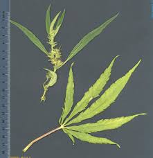 Image result for Cannabis sativa