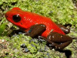 Keeping american green tree frogs as pets is an enjoyable experience for beginners and experts alike. Are Tree Frogs Poisonous And Other Poisonous Frogs Facts Green Nature