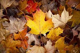 We have an extensive collection of amazing background images carefully chosen by our community. Fall Season Background Colorful Maple Leaves On The Ground Stock Photo Picture And Royalty Free Image Image 15926181