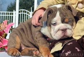 They are set high and to the rear of the skull. Purple Lilac English Bulldog Imgbucket Com Bucket List In Pictures English Bulldog Bulldog Friends In Love