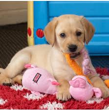 Come and meet our pups & dogs 🐕!