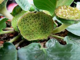 Image result for Dorstenia