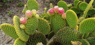 Helping sellers understand their audience. How To Grow And Care For A Bunny Ears Cactus World Of Succulents
