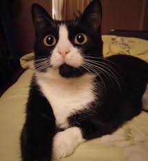 25 days of coverage dedicated to the pop culture phenomenon that is cats. 350 Cat Names From Movies And Books Cat Names Cats Munchkin Cat