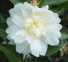 Camellia Sasanqua Winter S Snowman Plants Garden Ideas Uk Camellia