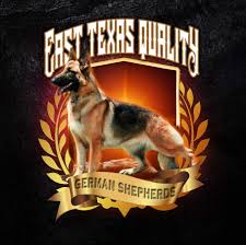 These german shepherd puppies located in texas come from different cities, including, weslaco, waxahachie, troy. East Texas Quality German Shepherds Home Facebook