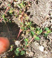 Image result for Euphorbia serpens