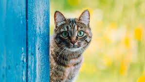 Circuler sur un fil entre les buildings de new york. La Planete Des Chats