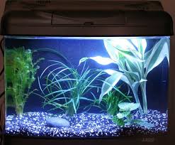 Pin By Nikkie Ambrose On Aquarium White Gravel Aquarium Gravel Fish Tank Gravel