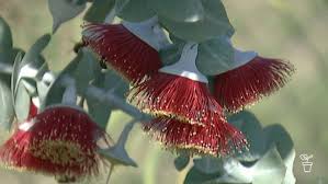 We did not find results for: Gorgeous Gums Fact Sheets Gardening Australia Gardening Australia