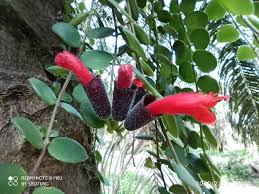 .bunga terompet atau kadang juga disebut sebagai bunga. Bunga Terompet Merah Fotografi Mi Community Xiaomi