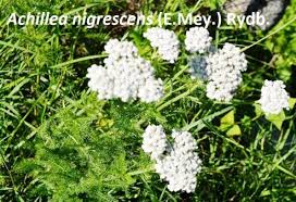 Image result for Sphaeranthus flexuosus