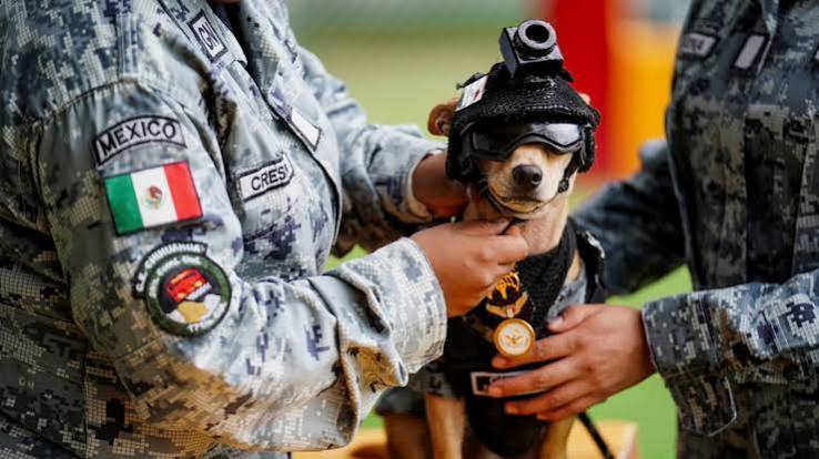 Mexico's National Guard has a new recruit: An 8-inch Chihuahua | Trending News - The Indian Express